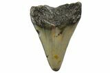 Juvenile Megalodon Tooth - North Carolina #152870-1